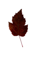 Autumn burgundy leaf, herbarium. Close-up shot. Autumn seasonal decor. Falling leaves banner template. Bright leaf of a forest tree. Flat lay of orange and green foliage. Isolated png