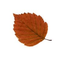 herfst oranje blad, herbarium. detailopname schot. herfst seizoensgebonden decor. vallend bladeren banier sjabloon. helder blad van een Woud boom. vlak leggen van oranje en groen gebladerte. geïsoleerd png