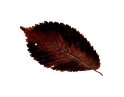 Herbst Burgund Blatt, Herbarium. Nahansicht Schuss. Herbst saisonal Dekor. fallen Blätter Banner Vorlage. hell Blatt von ein Wald Baum. eben legen von Orange und Grün Laub. isoliert png