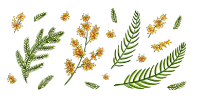 aguarela ilustração conjunto do mimosa amarelo Primavera flores e verde galhos galhos folhas. símbolo do internacional mulheres dia. abstrato mimosa flores para impressões, convites, cumprimento cartões. isolado png