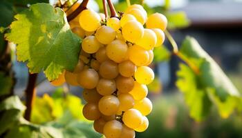 AI generated Ripe grapes on vine, nature sweet harvest in autumn generated by AI photo