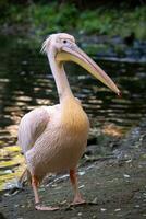 White pelican at the lake, Pelecanus onocrotalus photo