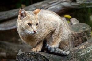 Jungle cat on tree. Felis chaus photo