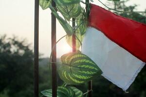 el indonesio bandera estirado a un altura de 10 metros en el Mañana. foto