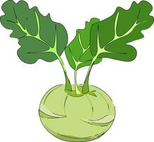 Drawing of a kohlrabiCabbage variety vector or color illustration