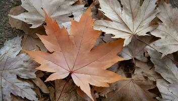 ai generado arce hoja en otoño. foto