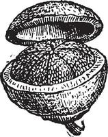 Pyxis fruit vintage engraving vector