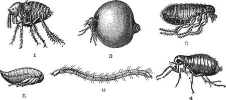 Chips  1. Penetrating or non-classy chip set. 2. Common chip. 3. Penetrating or classy chip set. 4. Cat flea. 5. Chip nymph. 6. Cat flea larvae, vintage engraving. vector