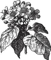 Annatto or Achiote Bixa orellana, vintage engraving. vector