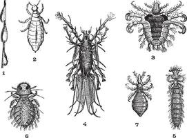 piojos, 1. Pou lento aumento de 12 diámetro.. 2. Pou derechos aumento de 12 diámetro. 3. púbico piojos magnificado 15 diámetro.. 4. pou cálao aumento de 15 diámetro. 5. piojo Guinea cerdo aumento de 10 diámetro. 6. Pou perdiz aumento de 1 vector