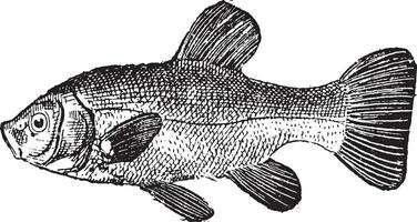 Tench or Tinca tinca vintage engraving vector