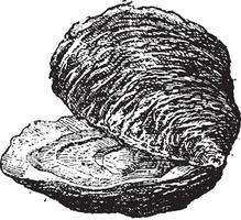 Oyster bivalve mollusc, vintage engraving. vector