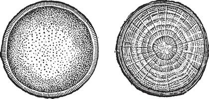 Stem Cross-section, vintage engraving vector