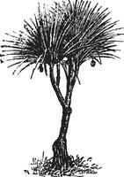 Vaquois pandanus candelabrume, vintage engraving. vector