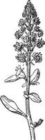 Mignonette or Reseda vintage engraving vector