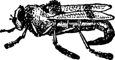 Botfly or Oestridae, vintage engraving vector