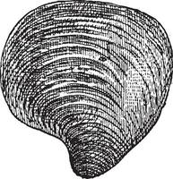 Freshwater Mussel, vintage engraving vector