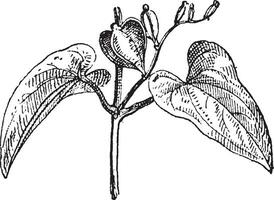 Chinese yam female flower vintage engraving vector