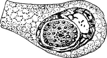 Formation of Cyclospora Cayetanensis Egg-cell, vintage illustration vector