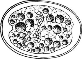 Division of Zygote, vintage illustration vector