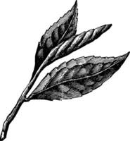 Three tea leaves, vintage illustration. vector