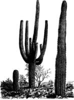 Giant Cactus cereus giganteus. vintage illustration. vector