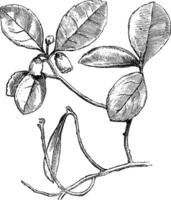 Flowering Branch of Gaultheria Procumbens Creeping Wintergreen vintage illustration. vector