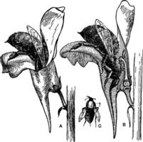 imagen, representar, sapo, linaza, flor, abeja, flor, néctar Clásico ilustración. vector