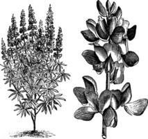 Lupinus Mutabilis Cruikshankii vintage illustration. vector