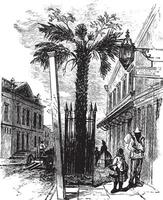 A Palmetto Tree in Charleston, S.C. vintage illustration. vector