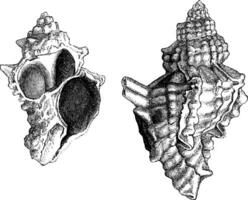 Banded Dye-murex or Murex trunculus or Hexaplex trunculus, vinta vector