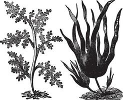 Pepper dulse, red algae or Laurencia pinnatifida left. Oarweed or Laminaria digitata right. Vintage engraving. vector