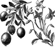 Cranberry vintage engraving vector