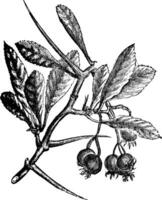 American Hawthorn or Crataegus crus-galli vintage engraving. vector