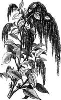 Foxtail amaranth or Amaranthus caudatus vintage engraving. vector