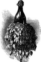Barnacles on a bottle  anatifa anserifera old vintage engraving. vector