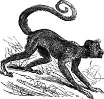 Ateles paniscus or Red-faced spider monkey. Vintage engraving. vector