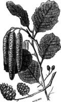 Alder or Alnus vintage engraving vector