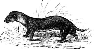 The European polecat or Mustela putorius, vintage engraving. vector