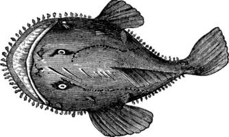 The American anglerfish or Lophius americanus. Vintage engraving. vector