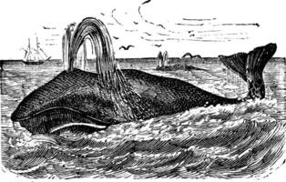 Bowhead Whale vintage engraving vector
