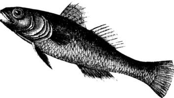 Black Goby or Gobius niger, fish, vintage engraving. vector