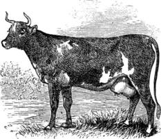 Ayrshire or Cunningham, Cattle, vintage engraving. vector