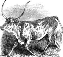 Brazilian, cow, vintage engraving. vector