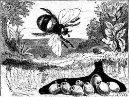 Bombus terrestris or buff-tailed bumblebee, bumblebee, nest, vintage engraving. vector