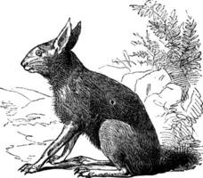 Patagonian Mara or Dolichotis patagonum, rodent, vintage engraving. vector