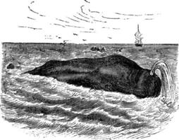 Sperm whale or Physeter macrocephalus, marine, mammal, vintage engraving. vector