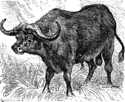 African buffalo or Syncerus caffer, buffalo, vintage engraving. vector