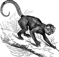 Cebus Capucinus or Capuchin vintage engraving vector