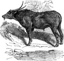 Water buffalo or Bubalus bubalis, buffalo, Indian, vintage engraving. vector